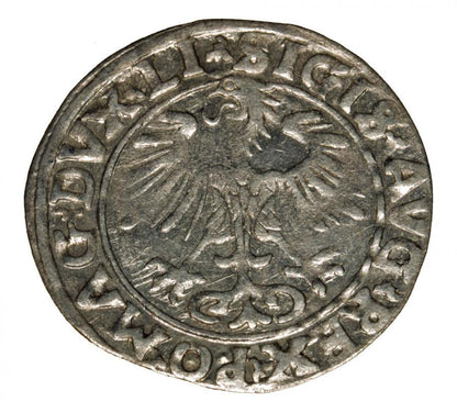 Półgrosz 1556 Zygmunt II August Wilno
