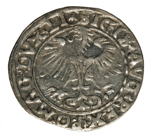 Pуlgrosz 1556 Zygmunt II August Wilno